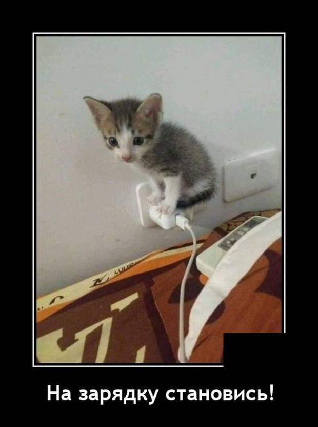 Демотиватор про кота
