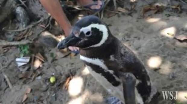 This Penguin Comes Home Every Year From the Ocean to the Man Who Saved His Life