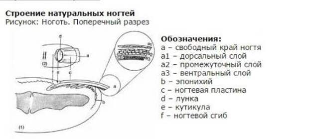 Дорсальный слой. Строение ногтя дорсальный слой. Строение ногтевой пластины слои ногтя. Послойное строение ногтевой пластины. Вентральный слой ногтевой пластины.