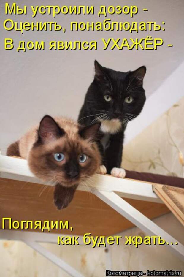 Лучшие котоматрицы недели (50 фото)