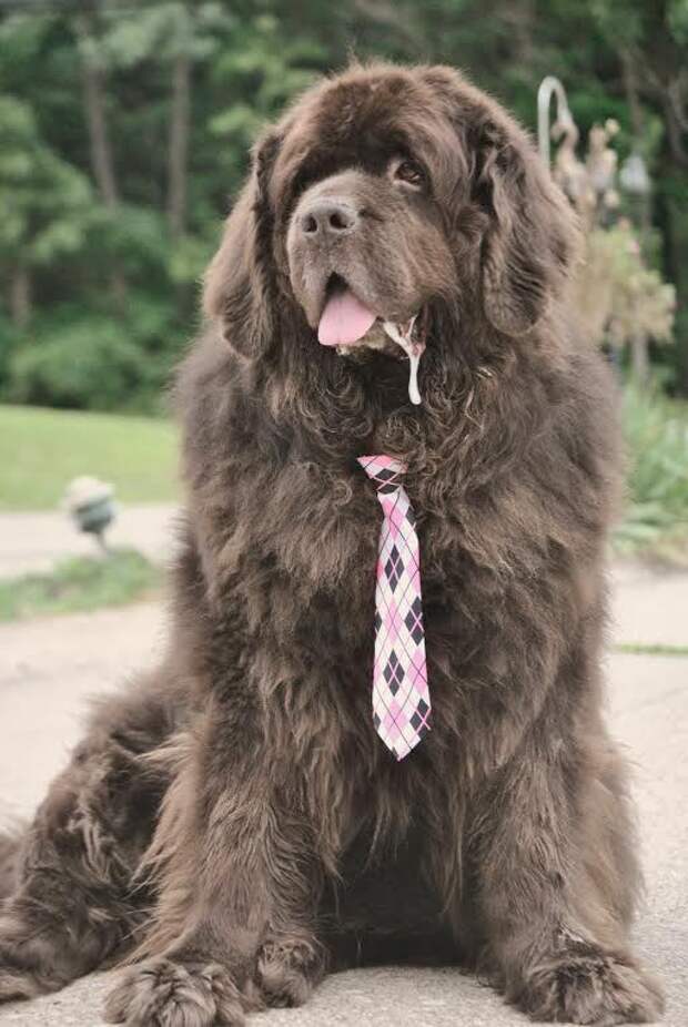 This week on Meet the Giants - the Newfoundland! Check back weekly for information about other giant breeds!