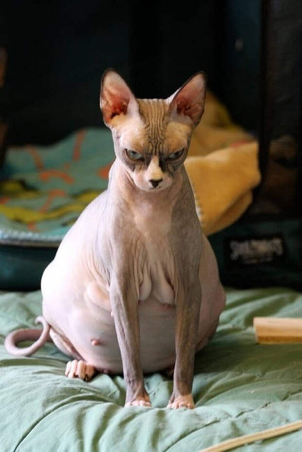 Животные, которые беременны беременность, животные
