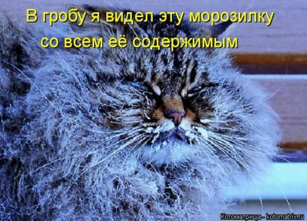 Кошкоматрицы.