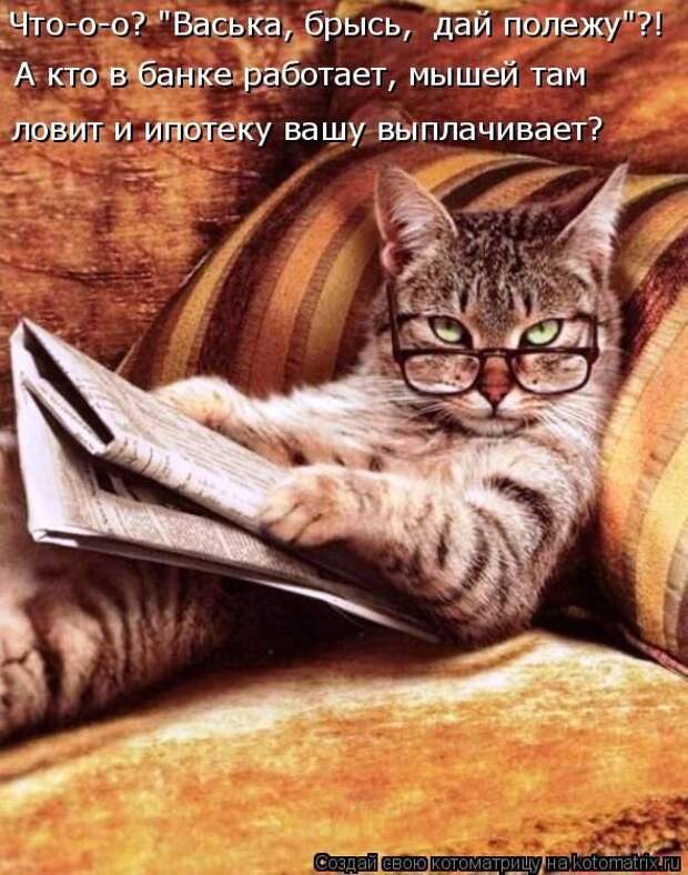 Лучшие котоматрицы недели
