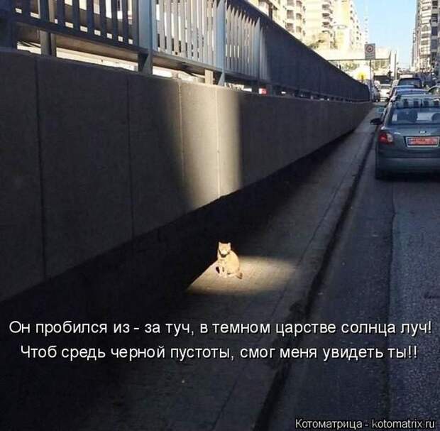 Лучшие котоматрицы недели