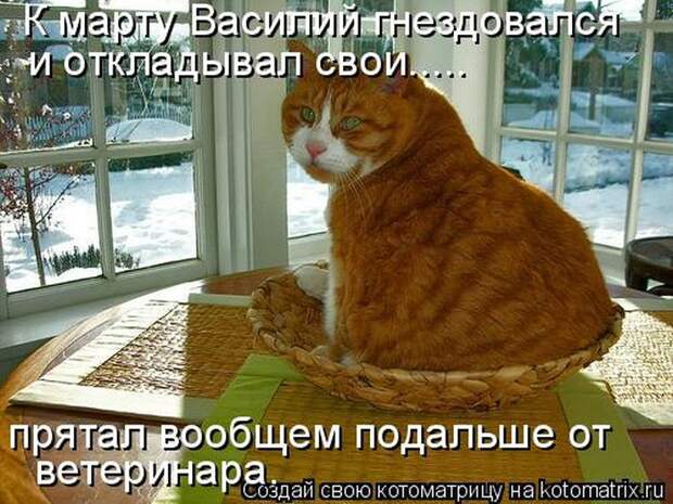 Лучшие котоматрицы недели (50 фото)