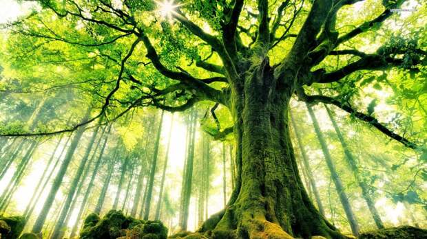 В мире гигантов: растения деревья, планета земля, природа, растения