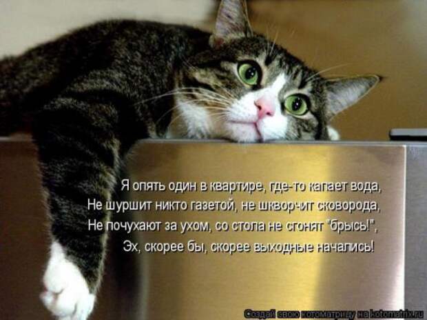 Котоматрицы (картинки с надписями)