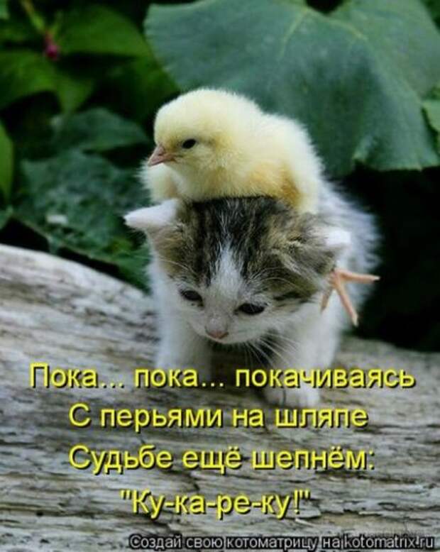 Подборка Котоматриц 2010 - Выпуск 28