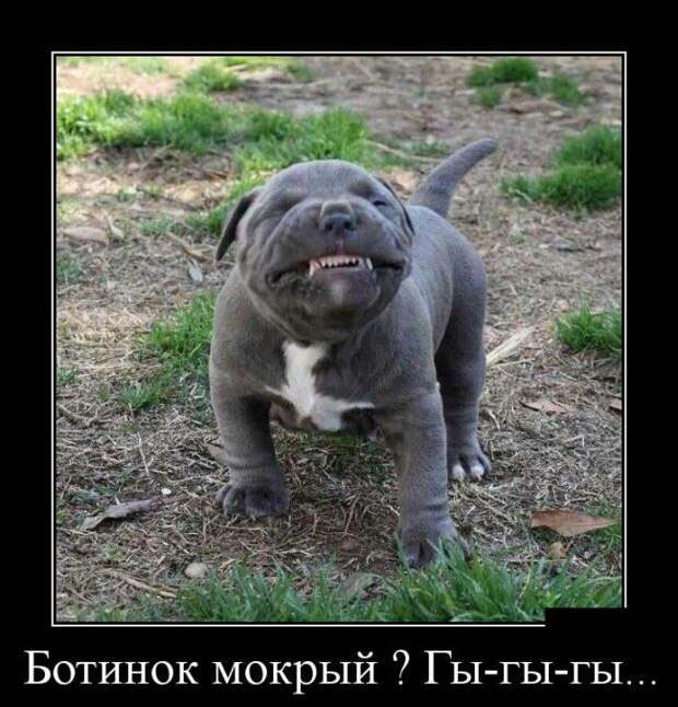 Демотиваторы (30 фото)