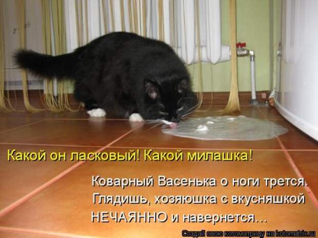 Новая котоматрица на Бугаге (31 фото)