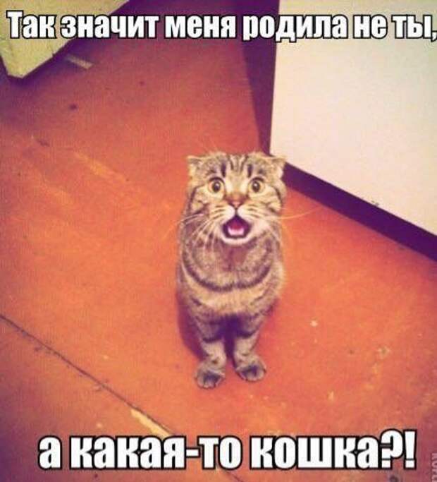 Кошачий фотопост! Кошачий фотопост! коты, юмор