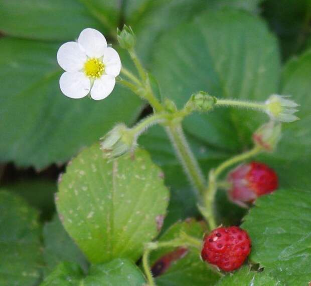 Земляника чилийская (Fragaria chiloensis)