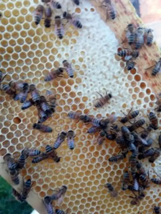 Дадан или Рута: вот в чем вопрос?