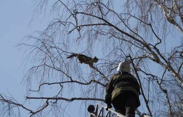 Карагандинские спасатели сняли с дерева кота. Его назвали ЧСником