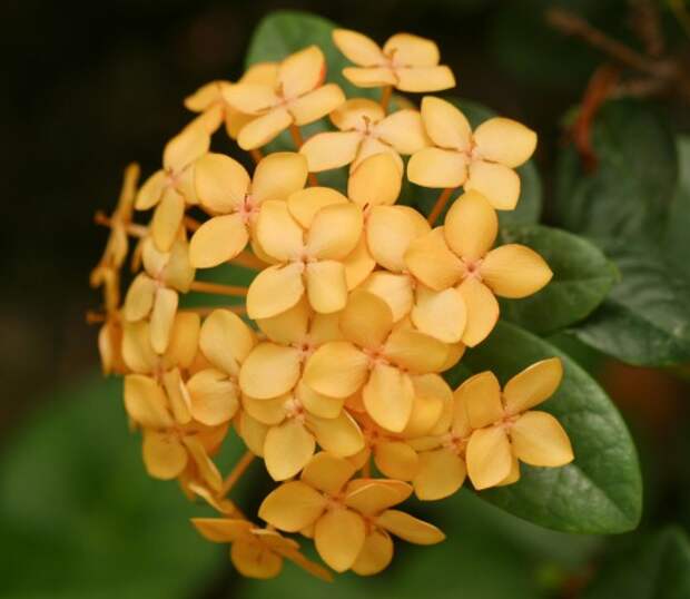 Ixora2-520x452 (520x452, 44Kb)
