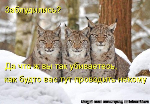 Еженедельная котоматрица (26 фото)