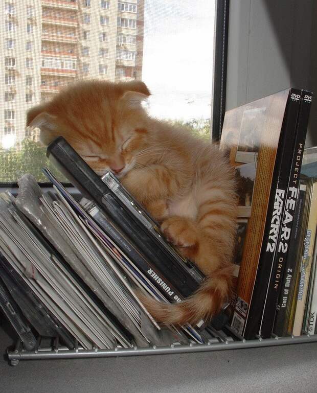 Кошка спит