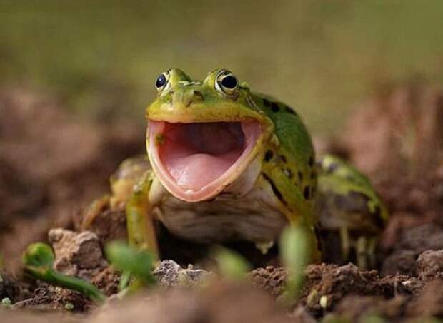 Как высохло болото?