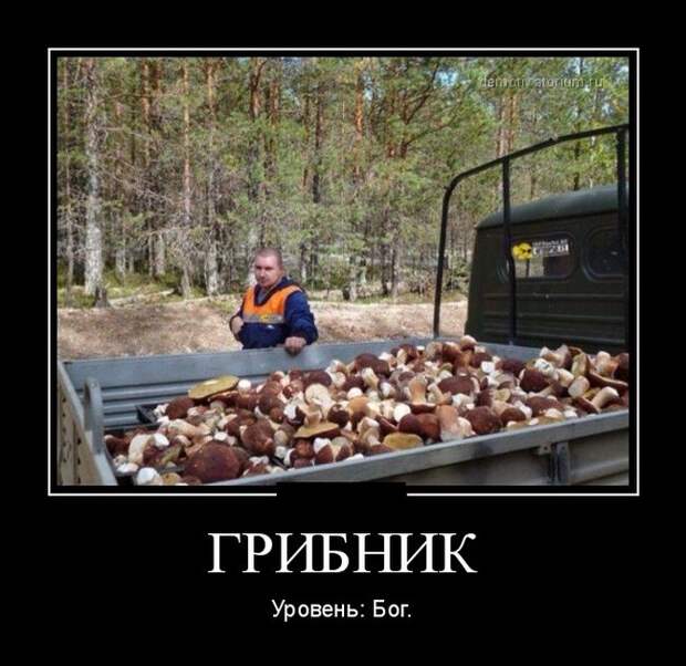 Грибник. Уровень - Бог демотиватор, юмор