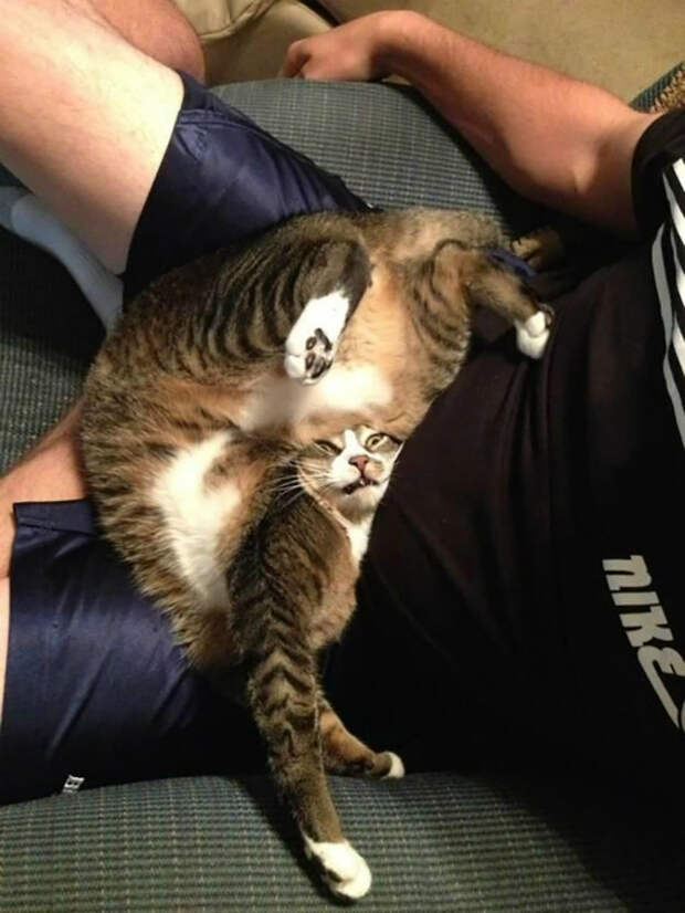 Странное положение. Уморительные фотографии, которые поднимут настроение и заставят посмеяться от души