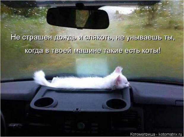 Лучшие котоматрицы недели (50 фото)