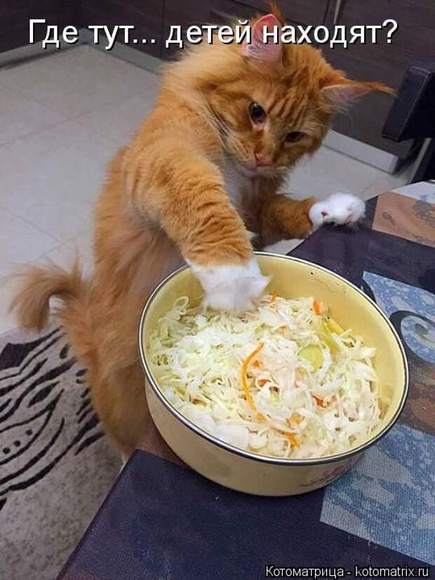 Лучшие котоматрицы недели