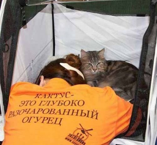 Подборка прикольных футболок - весёлое фото Подборка прикольных футболок - весёлое фото