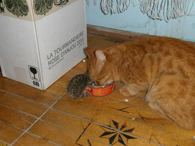 annarakhmanina КотоЁжики