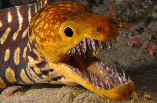 7. Саблезубая или тигровая мурена (Fangtooth Moray Eel) Enchelycore Anatina глубина, море, обитатели