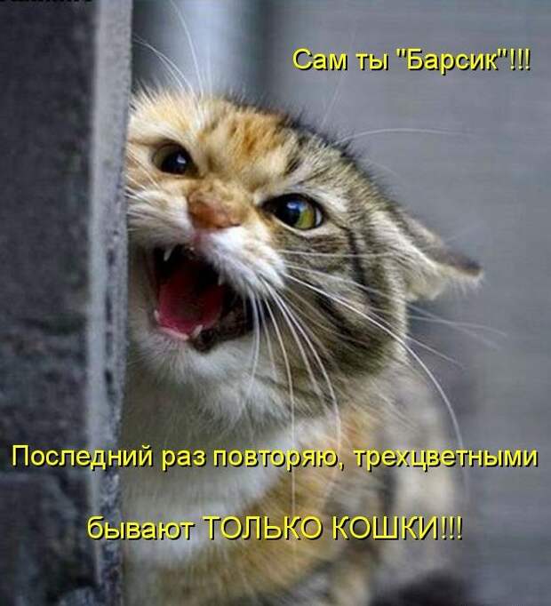 Котоматрица (81 фото)