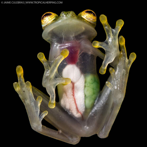 Стеклянные лягушки, обладающие прозрачной кожей, через которую видны все внутренности