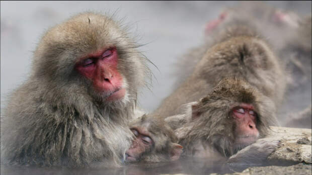 Джигокудани — парк снежных обезьян, в которых влюбляешься с первого взгляда