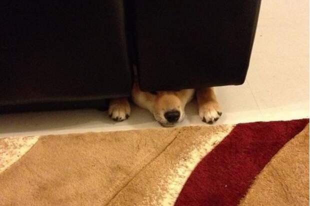 Собака прячется под дивано