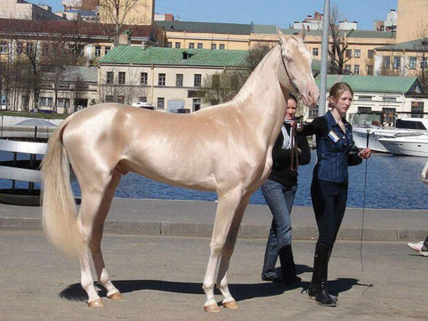 Редкие масти лошадей