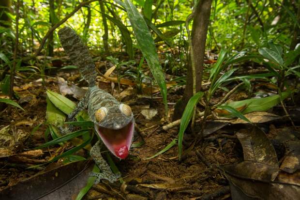 Mandatory Credit: Photo by Sam Rowley/Solent News/REX Shutterstock (5145992b) Gecko appearing to grin Gecko appears to be grinning, Nosy Mangabe Island, Africa - Sep 2015 *Full story: http://www.rexfeatures.com/nanolink/r3uh A sneaky gecko tries to hide itself with camouflage against a tree - only to jump up and do its best impression of Kermit the Frog. The foot-long creature cleverly disguises itself to warn off predators in the shape of Coua birds circling in the tree tops. However, upon realising its veil has been broken, the large gecko soon reveals itself to be a comedy character. Cheekily, it hangs from a branch of the tree before revealing a large grin much like the infamous Muppet creation. Photographer Sam Rowley, a third-year biology student at Bristol University, spotted the gecko on a trip to Nosy Mangabe Island just off the coast of Madagascar in Africa. The 20-year-old Londoner said: "They are usually only a few metres off the ground on a trunk, making it easier to spot. "Nosy Mangabe is the best place to see them as there are fewer predatory couas, a large species of bird, present. You need a lot of luck.