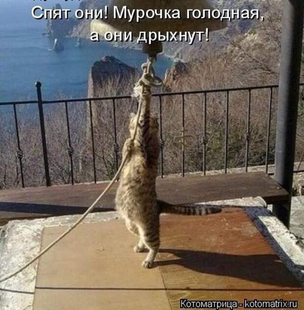 Лучшие котоматрицы недели