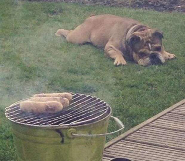 Юмор в фотографиях Юмор в фотографиях