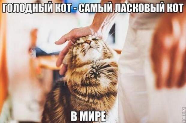 Картинки, юмор, приколы