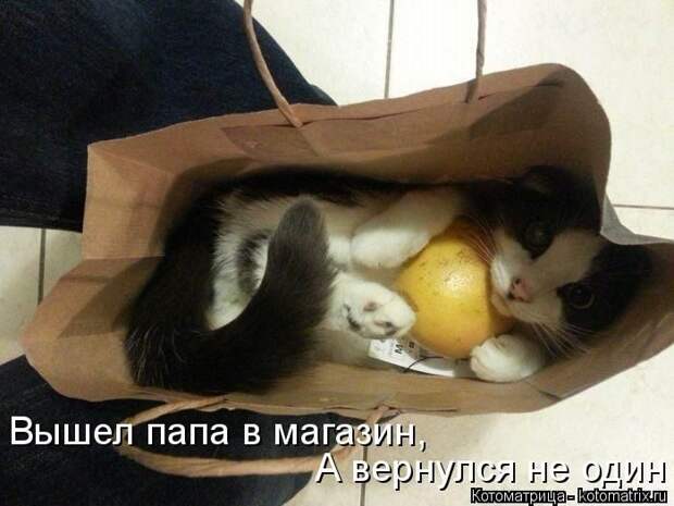 Лучшие котоматрицы недели