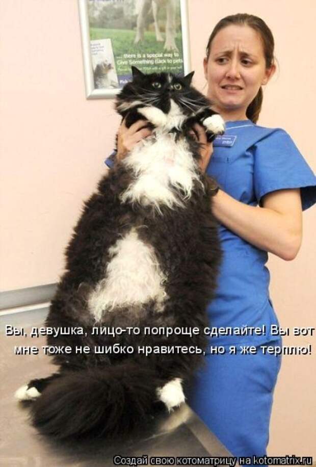 Котоматрица