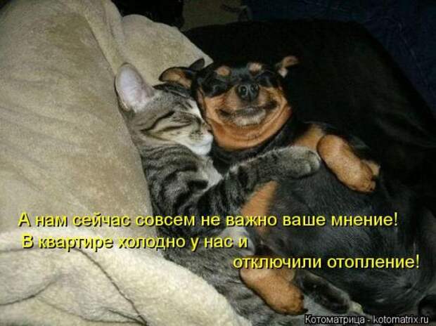 Котоматрицы(картинки с надписями)