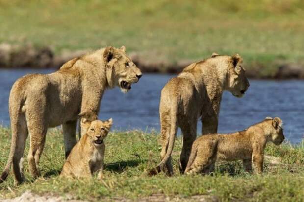 Мама-львица рисковала жизнью ради того, чтобы дети остались целы животные, львы, мама