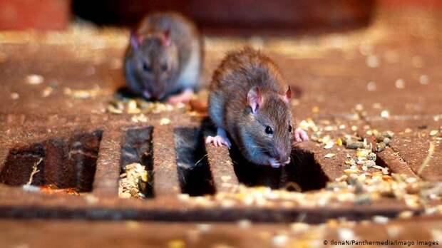 Если для крыс в канализации достаточно еды, ядовитая приманка их мало интересует 