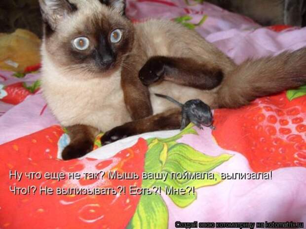 Новая отличная котоматрица (37 фото)