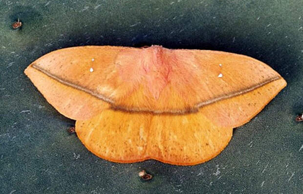 Лономия (Lonomia obliqua), фото фотография бабочки
