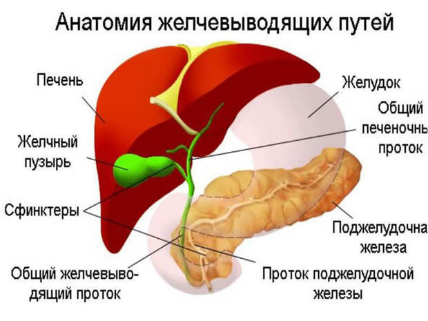 Желчегонные народные средства: травы от застоя желчи