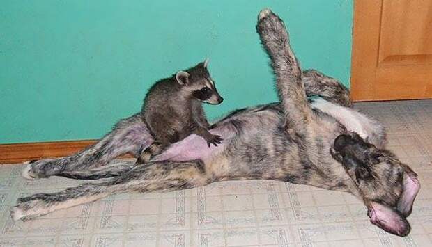 убежища животных 17