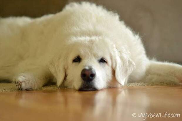 This week on Meet the Giants we're talking about the Kuvasz!