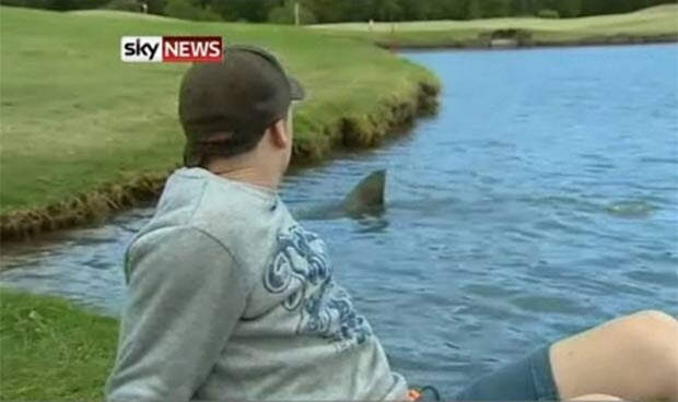 Реальный кадр местного телевидения, SkyNews. Акула заплыла в водоем, примыкающий к полю для игры в гольф. Съемочная группа оказалась там не случайно: днем ранее эта же акула прекрасно закусила игроком, случайно уронившим мяч в воду.